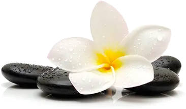 Flower of Vajra Ayurveda retreat
